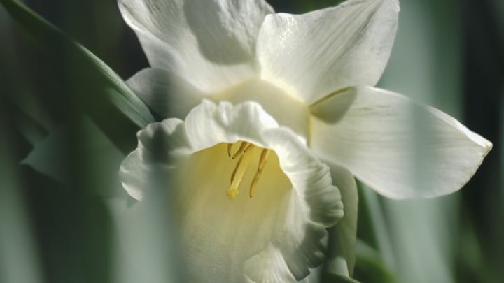 園藝殺菌能手 手動除菌噴霧器 守護(hù)植物健康